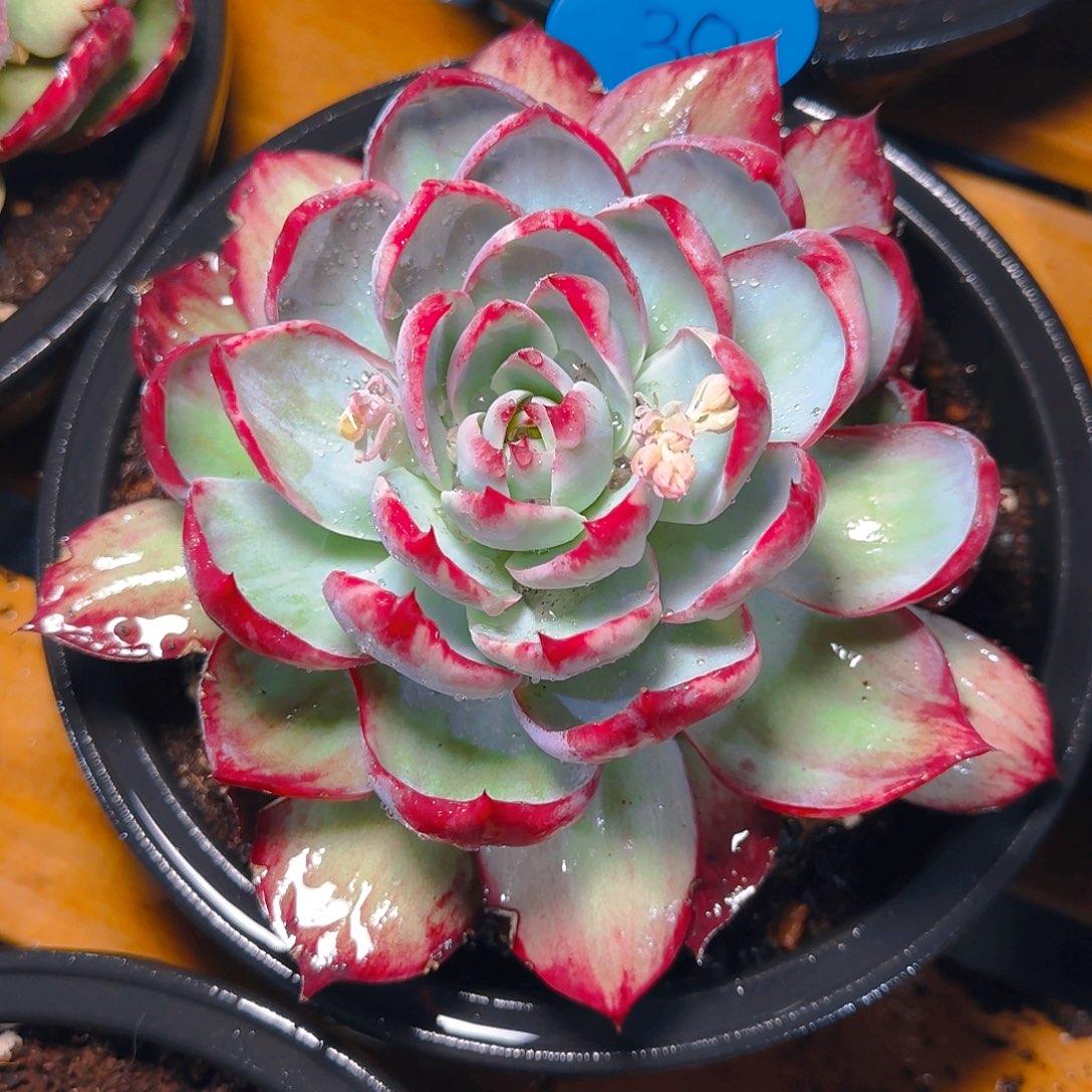 姣****囍惊鸿仙子一物一拍39号