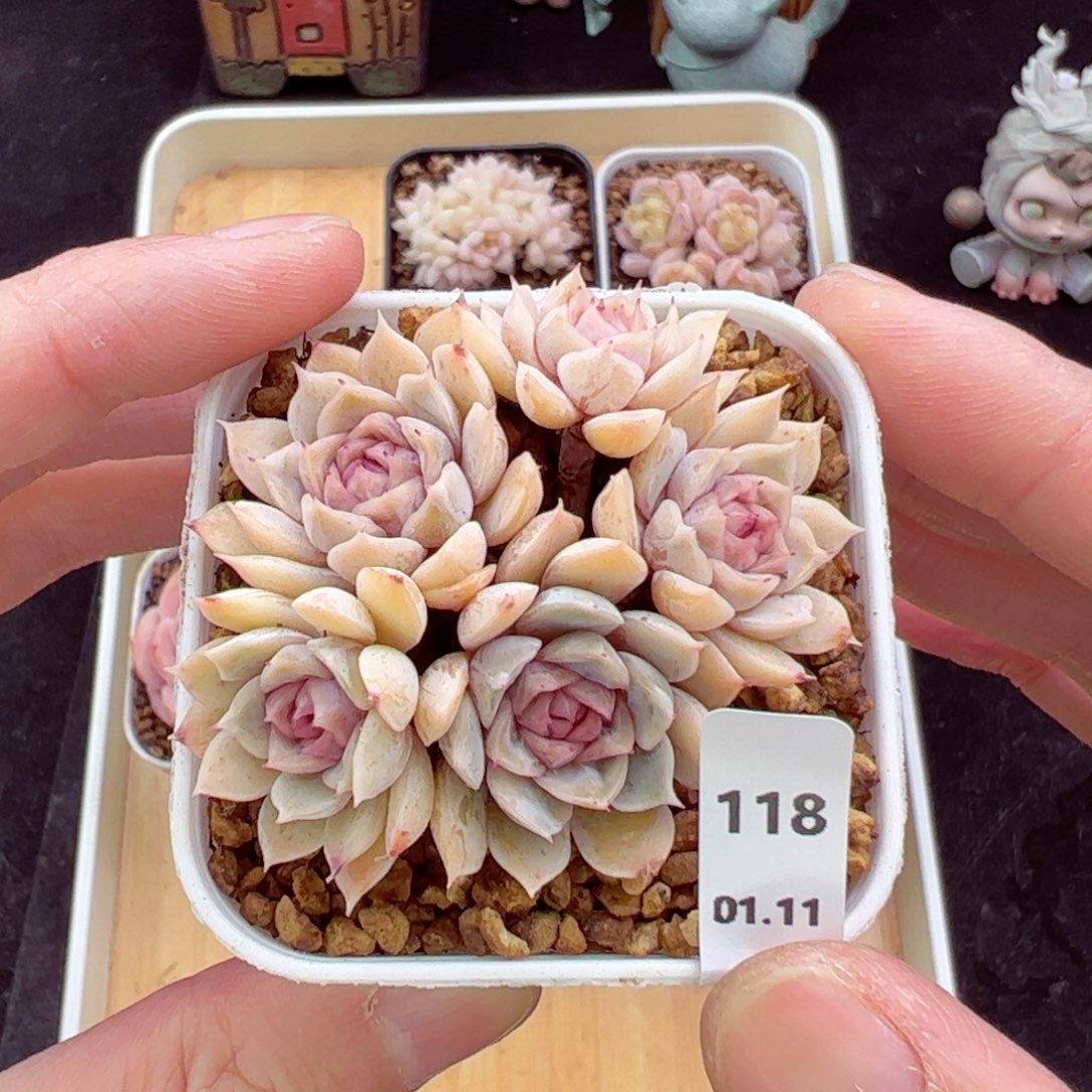 玛丽贝尔118、哈哈哈哈