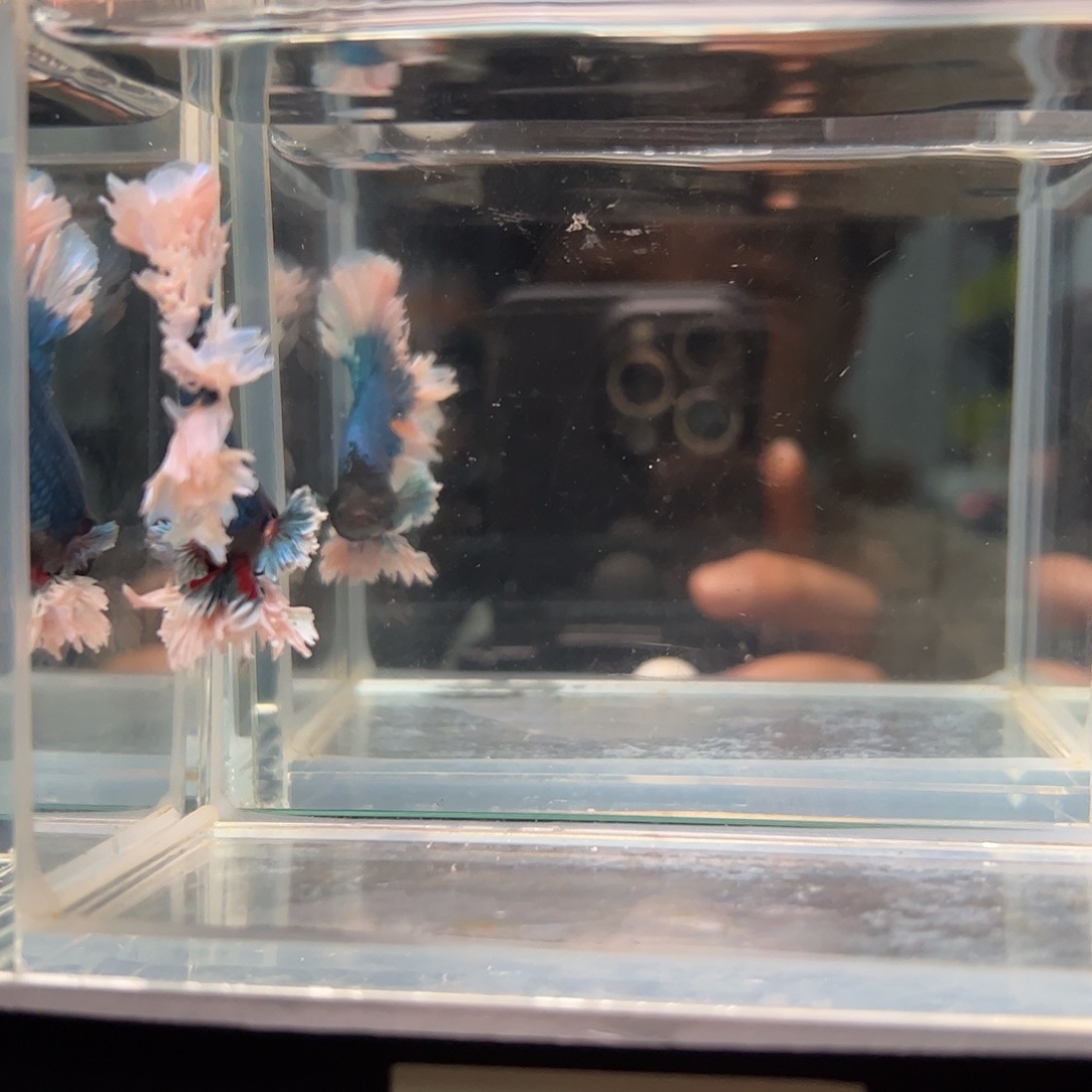 斗鱼一单包邮25日34