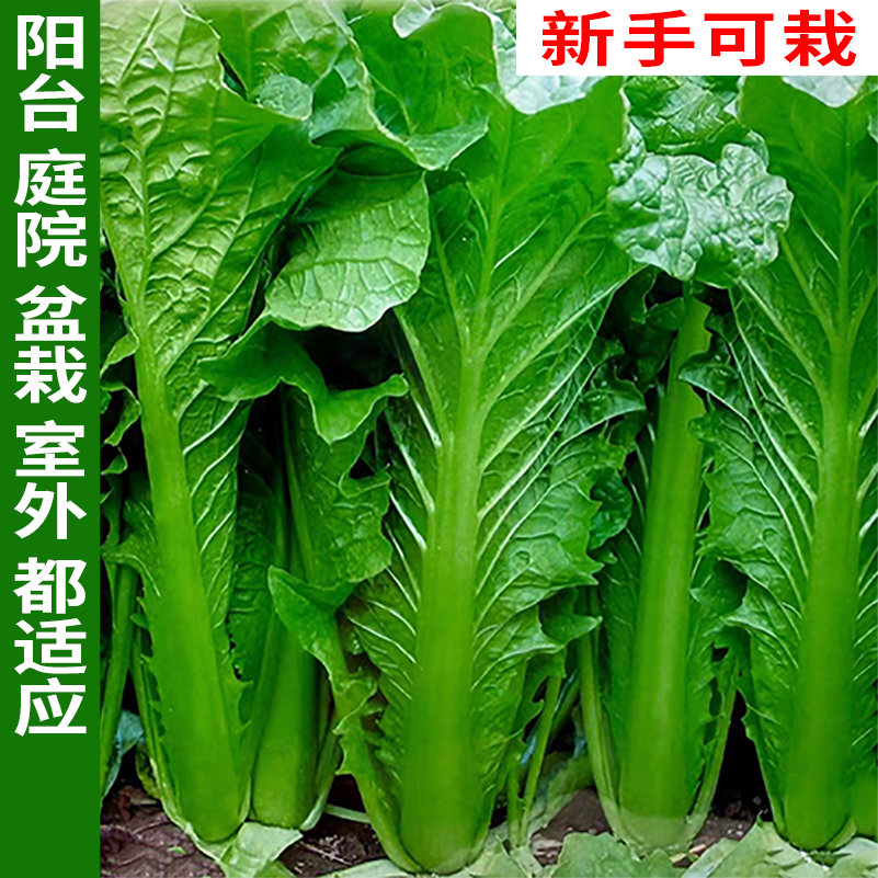 贵农绿宝 青菜盆栽