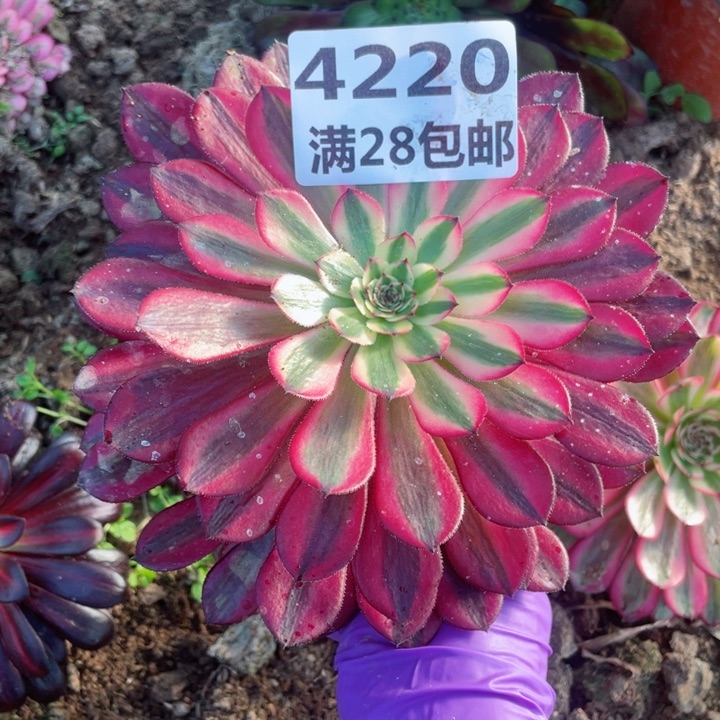 4220三号棚白月光I