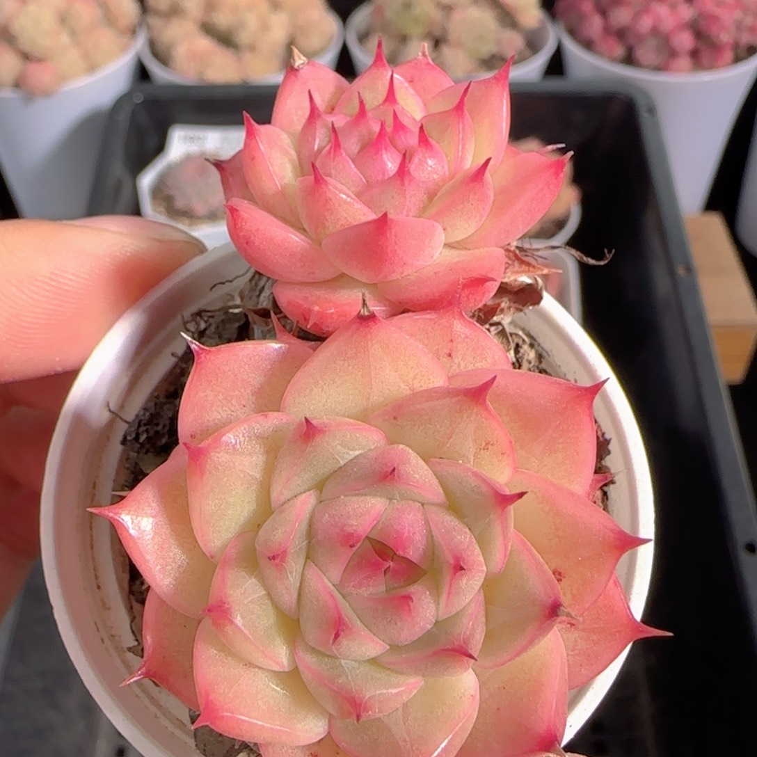 多肉1230-191海王长睫毛