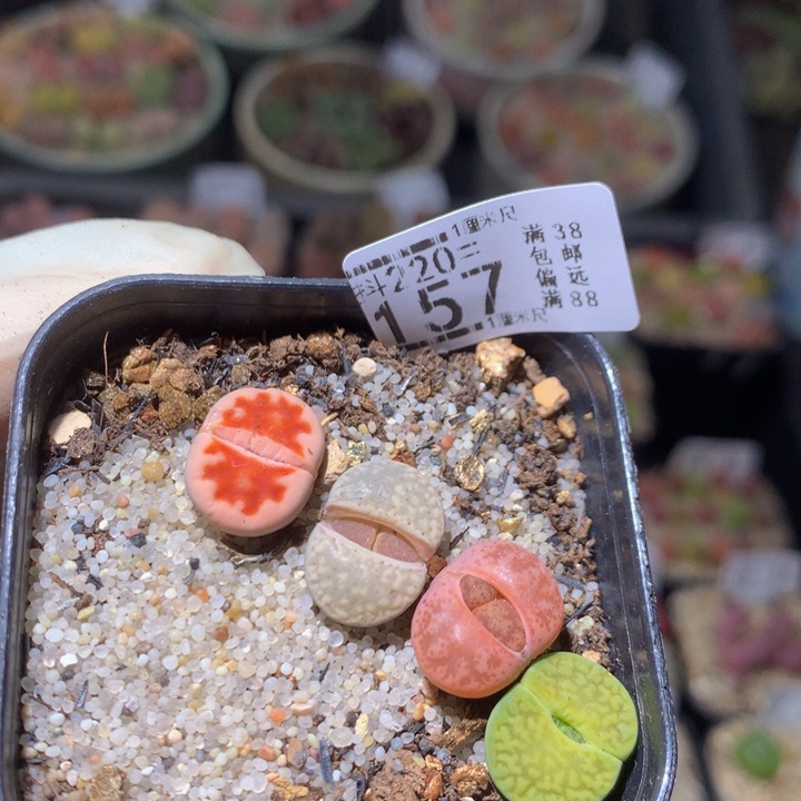 精品生石花220.157