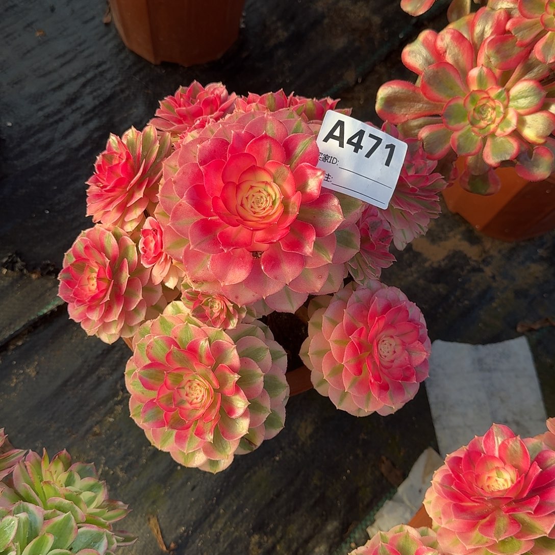 倾城多肉法师a471