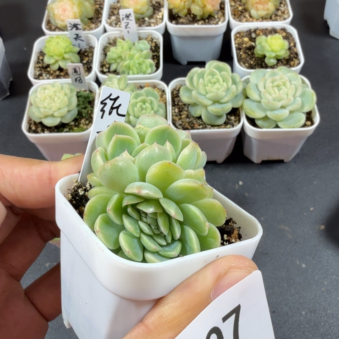 居***y纸鸢带点缀一物一拍097