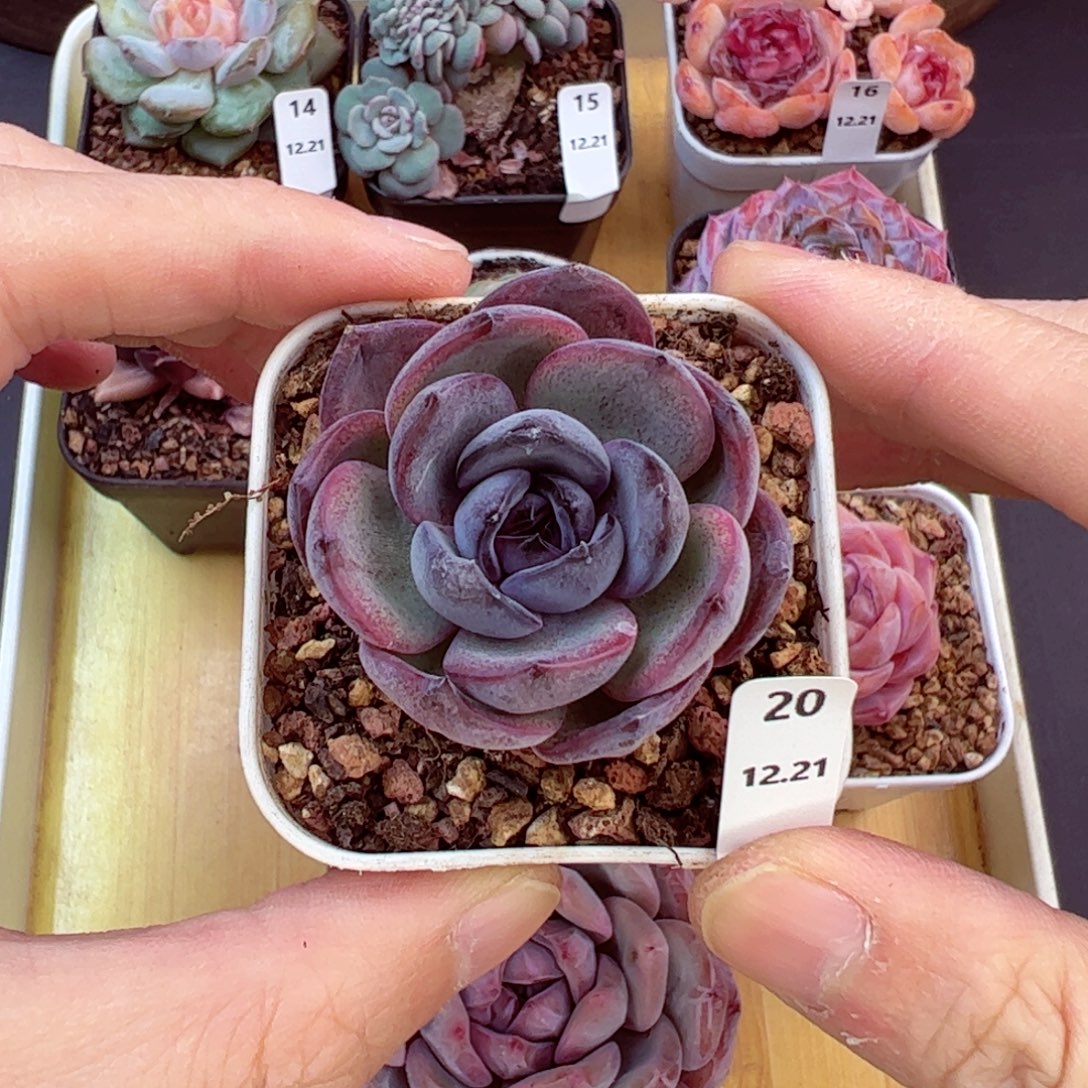 好好看20、哈哈哈哈