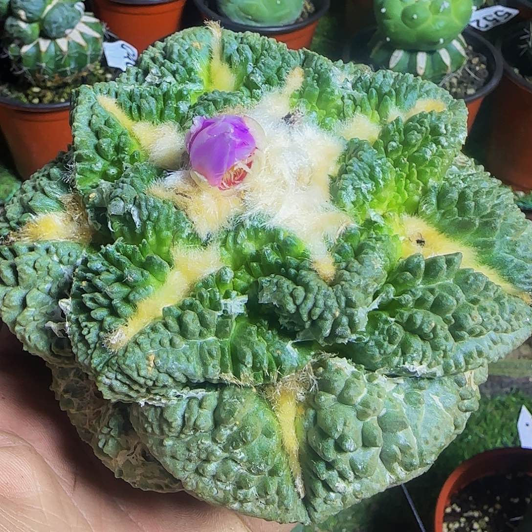大尤割尤龟甲659