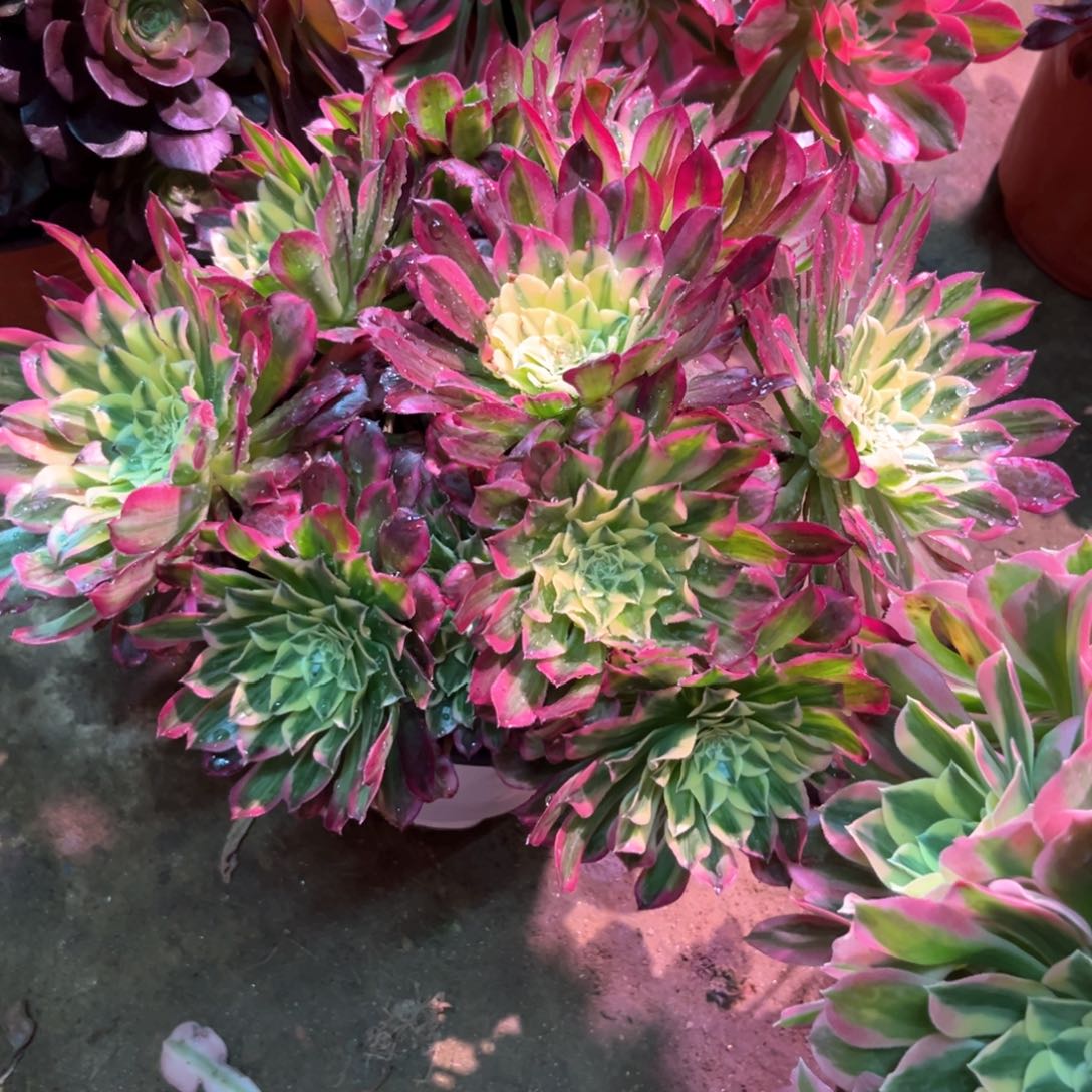 多肉植物天和806