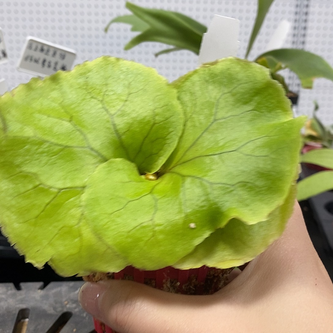 无花朵亚皇鹿角蕨