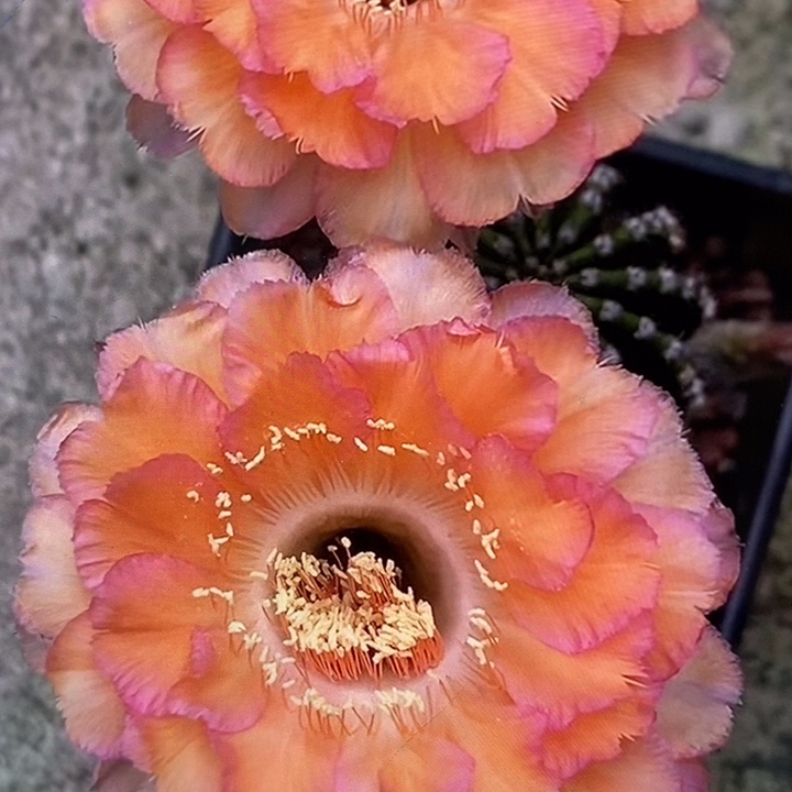 香香心舞侧芽3公分左右