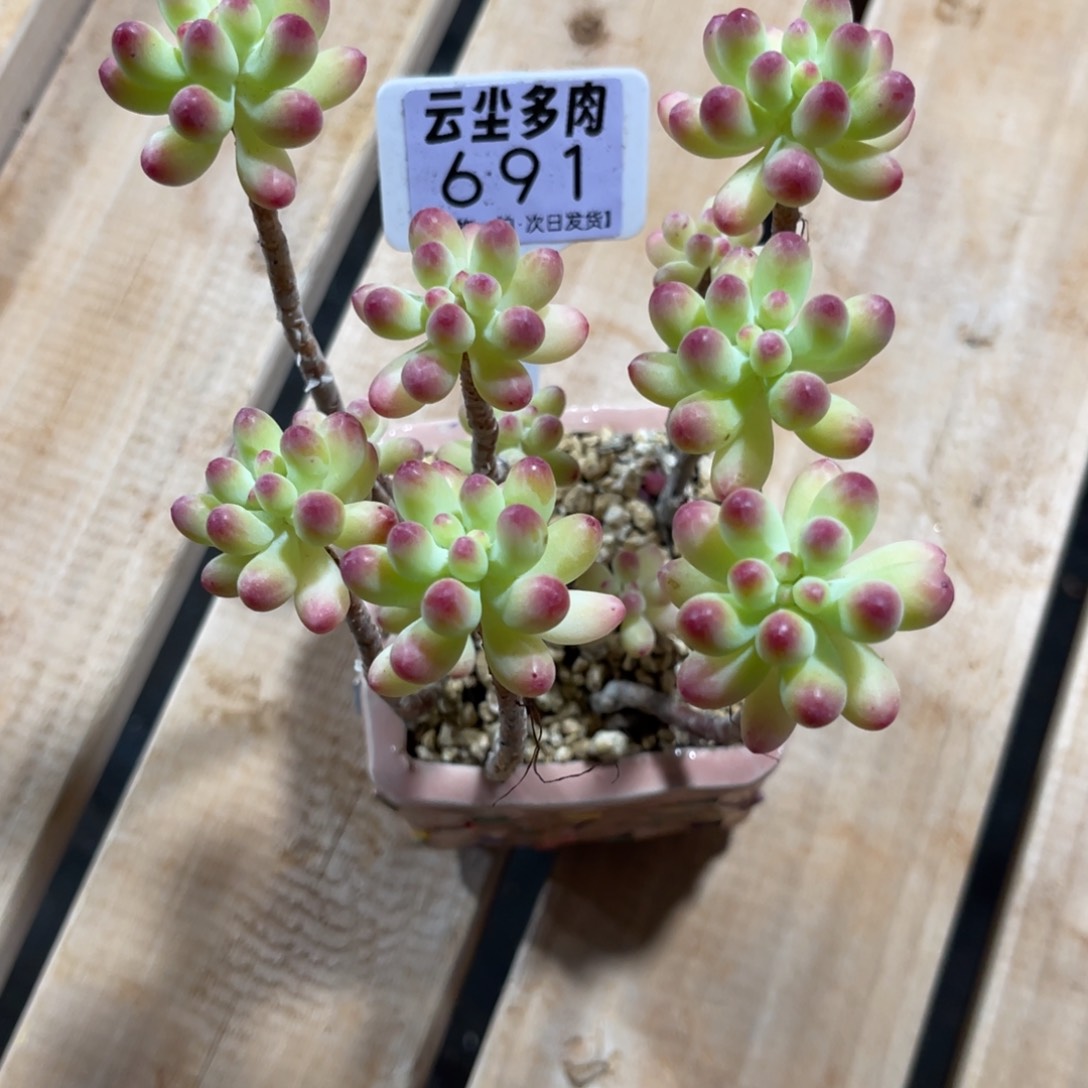 深****?云尘多肉一物一拍691