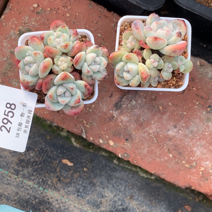 知****2958两颗冰玉带盆包邮