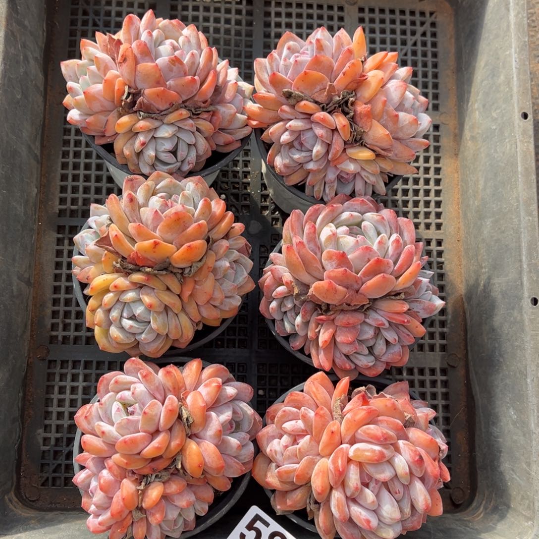 589号   带盆新疆西藏内蒙古不包邮的