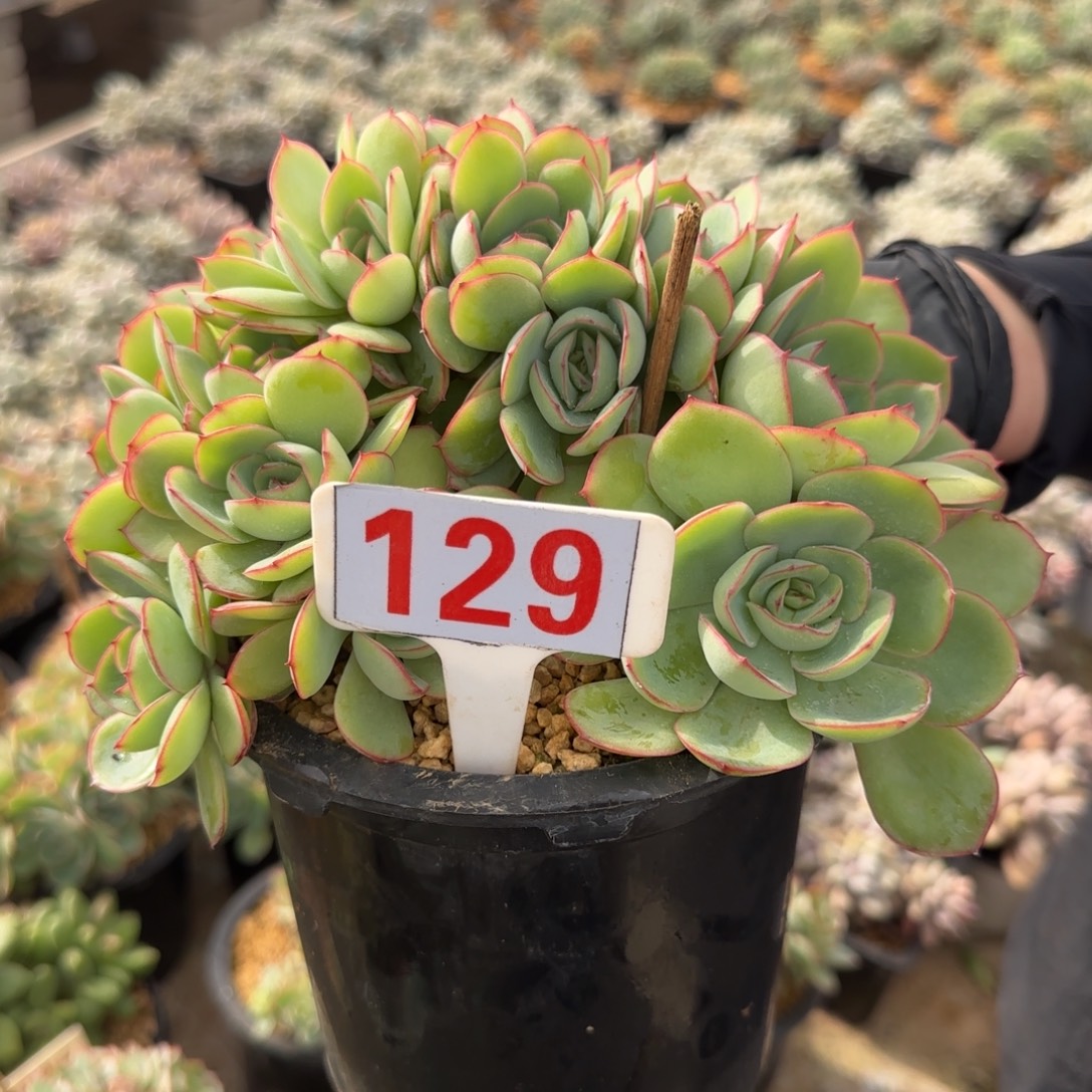 郭***姐129。       牡丹亭朵朵缀