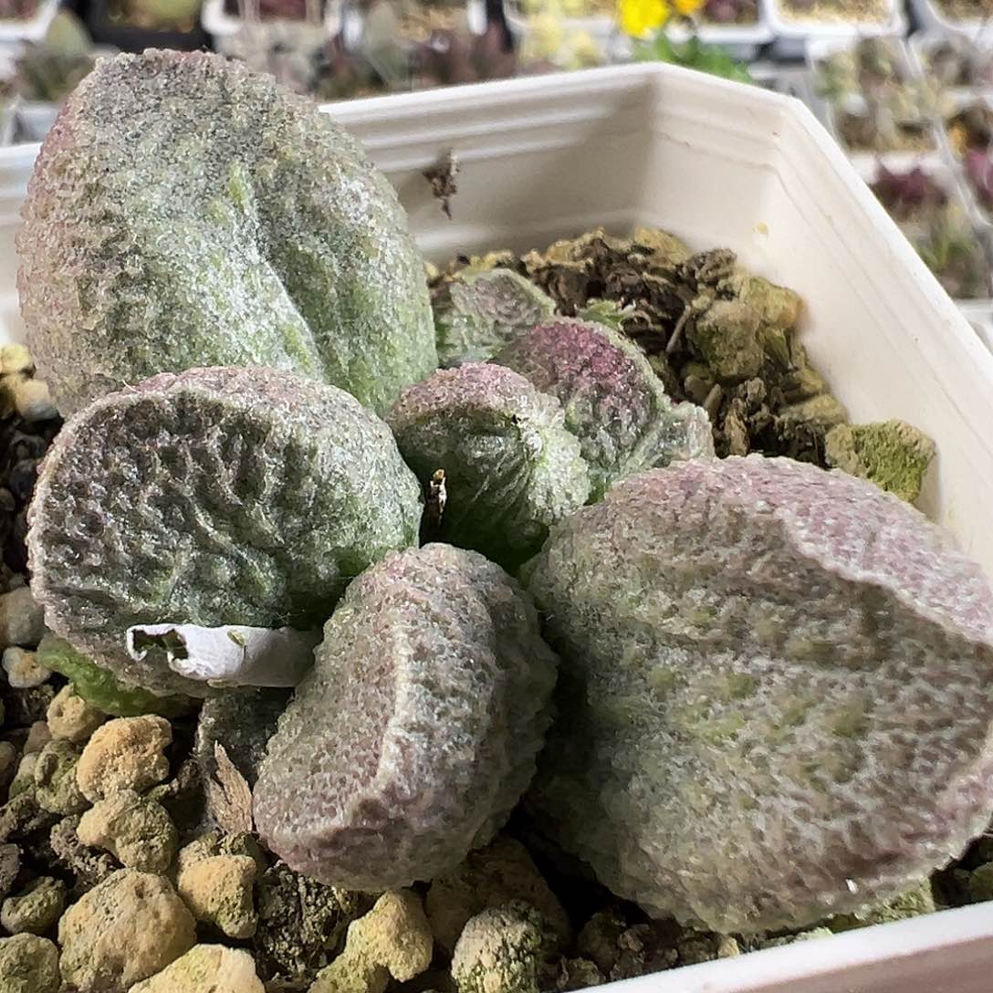 实生新品多头纯木质桩多肉植物