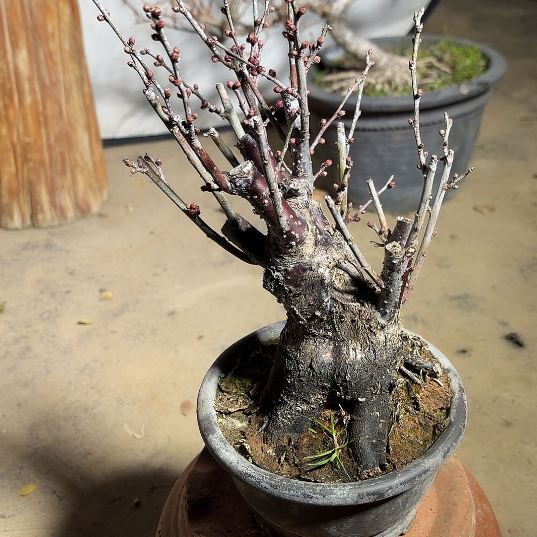 无花朵梅花盆景造型盆栽花卉