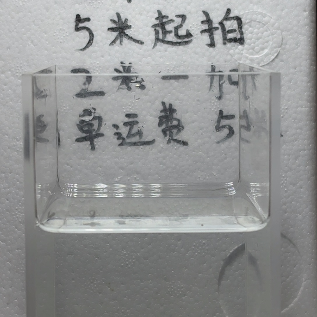 海水鱼鱼万泽水族泰国斗鱼母鱼