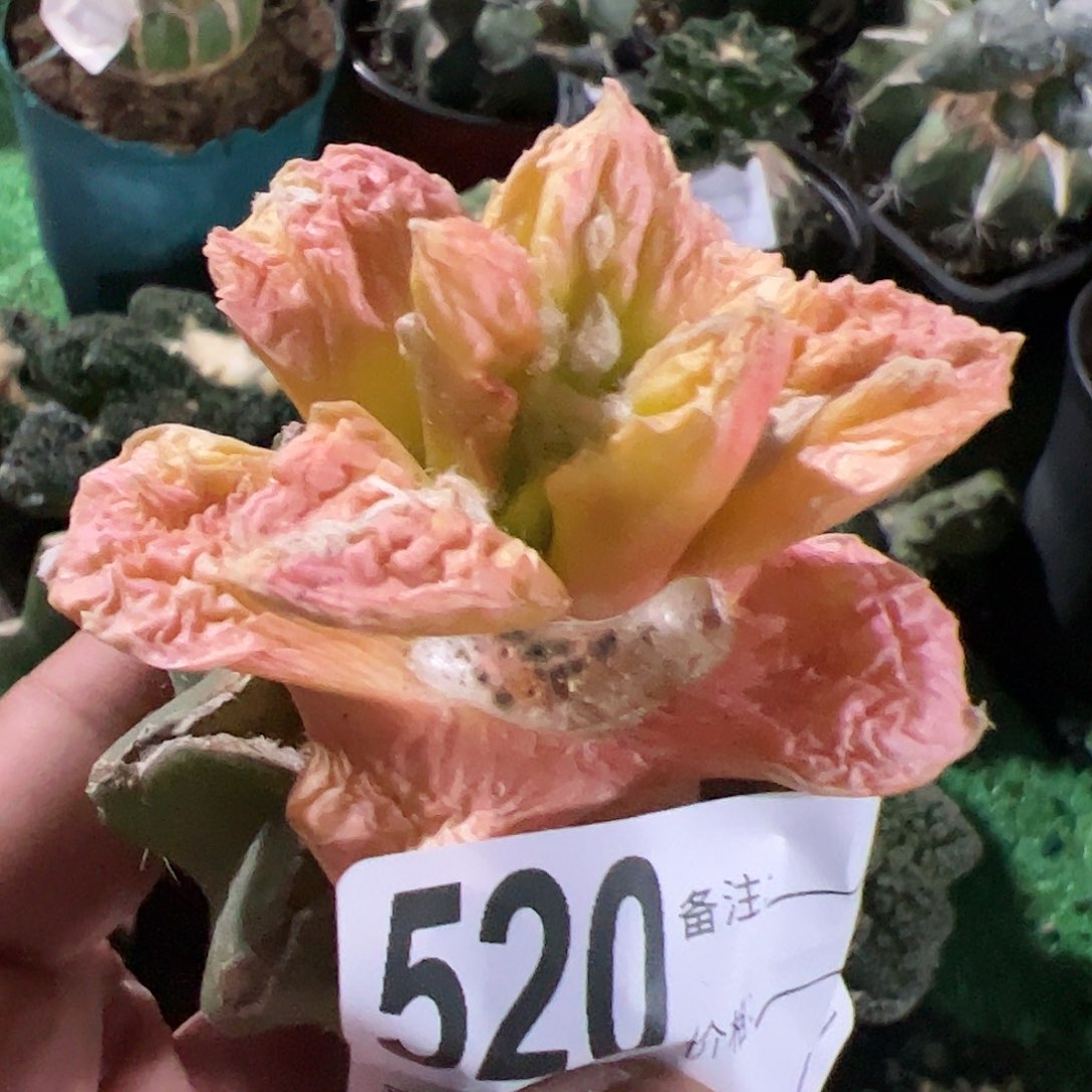 瑕疵牡丹锦仙人球520