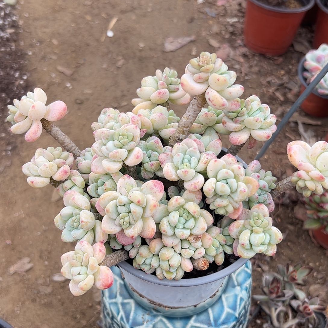 多肉植物多肉植物