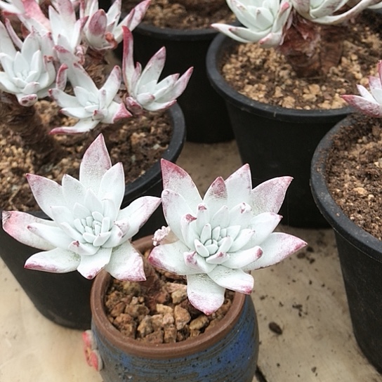 韩货刘丹仙女棒杯