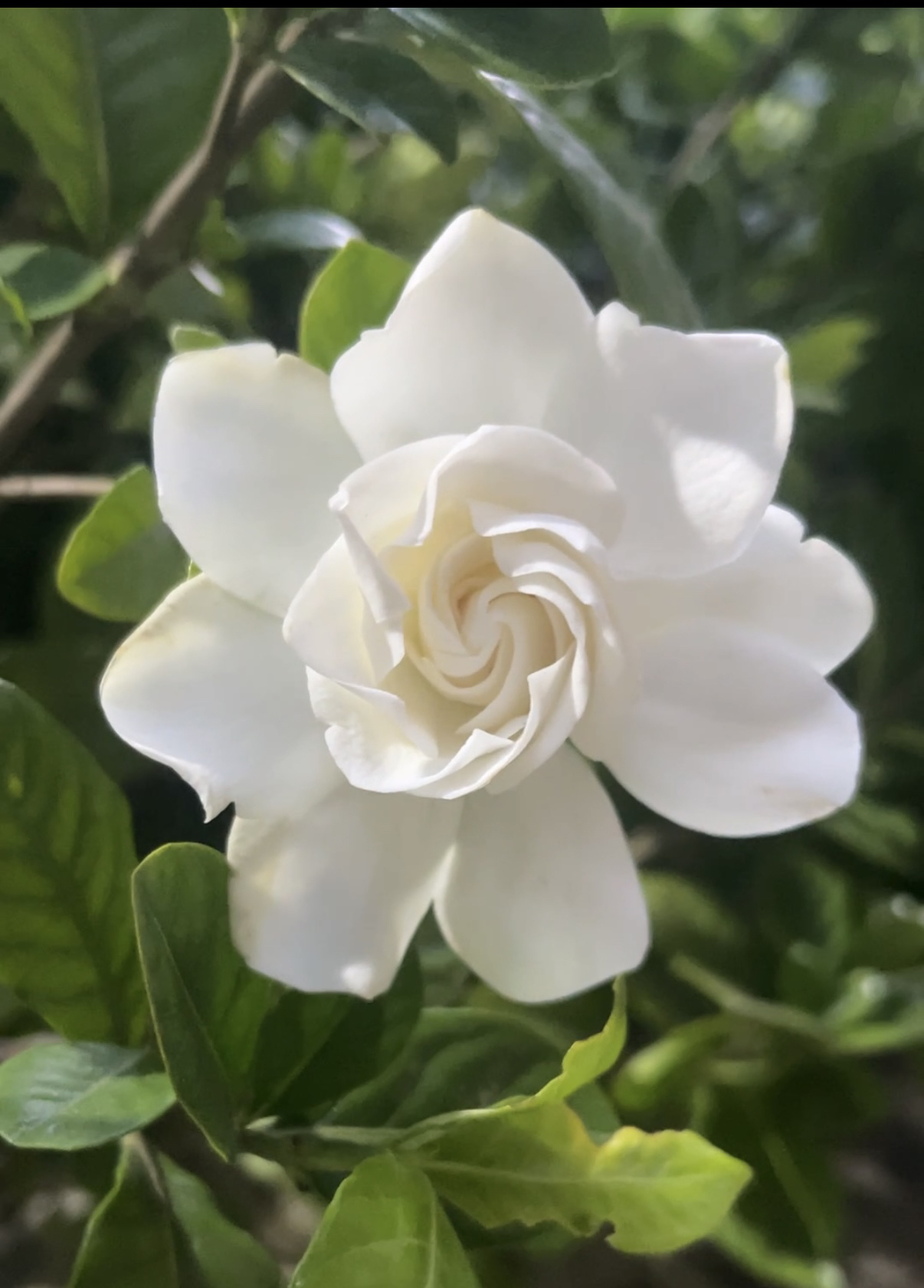 大叶牡丹栀子花老桩浓香大花重瓣
