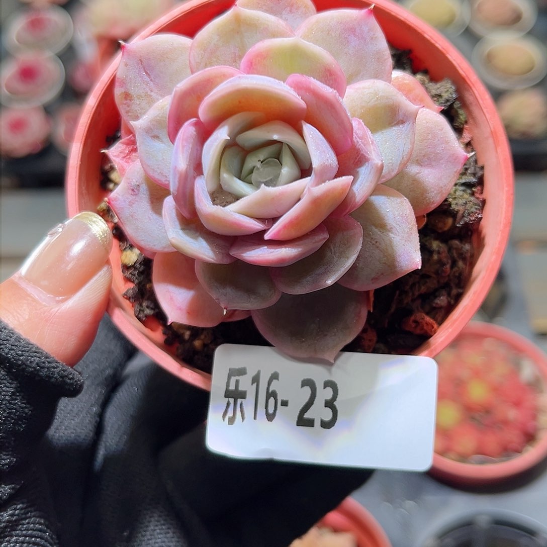 乐16-23 蓝色惊喜