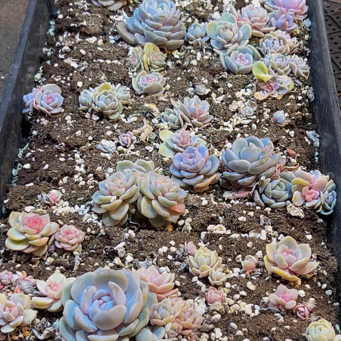 647多肉葡萄的味道是真的很