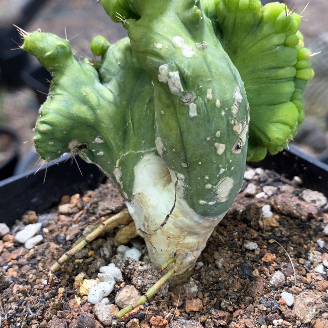 孤品自根程程柱缀化福利生长斑