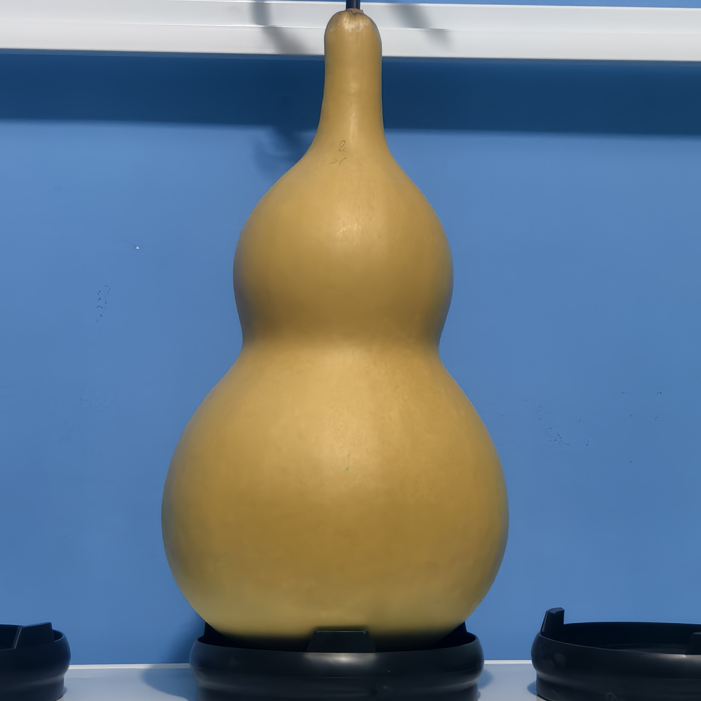 天然葫芦一物一拍龙头不保