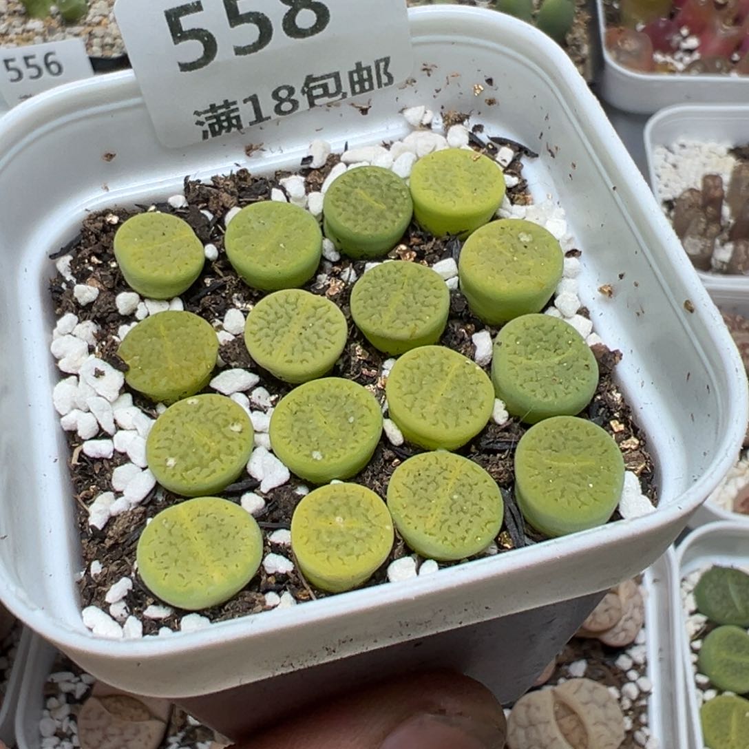 【闪购商品】 558。   