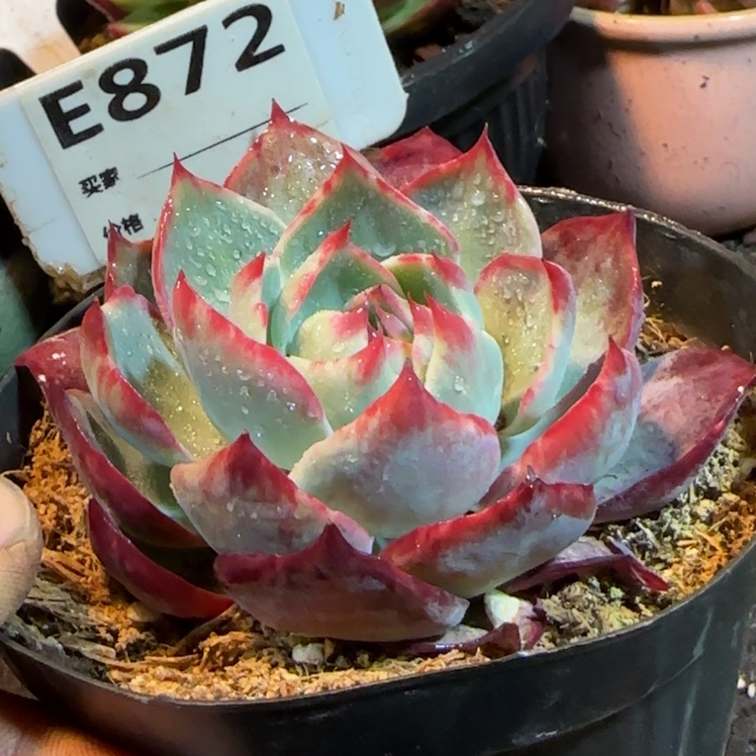 惊鸿一物一拍包装收缩花旱872
