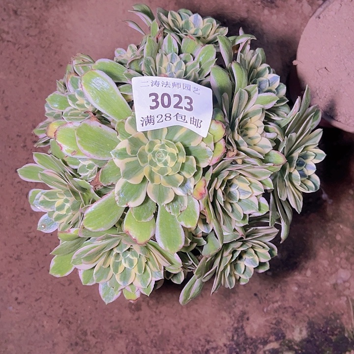 3023迈巴赫多肉植物2号