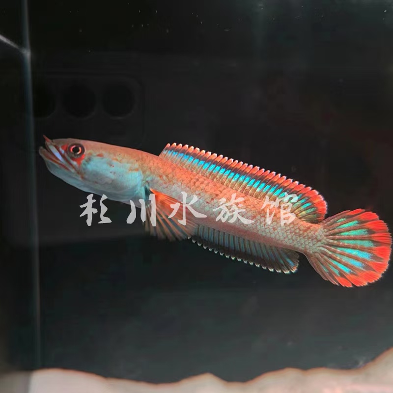 血斑一型黄金眼镜蛇雷龙观赏鱼耐活好养淡水亚热带猛鱼大型小型鱼