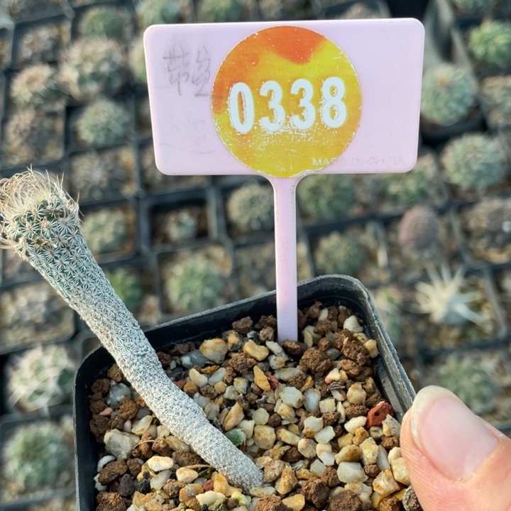 蓓***实生娇丽0338000000