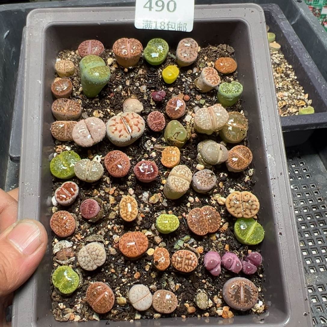 【闪购商品】 490。     