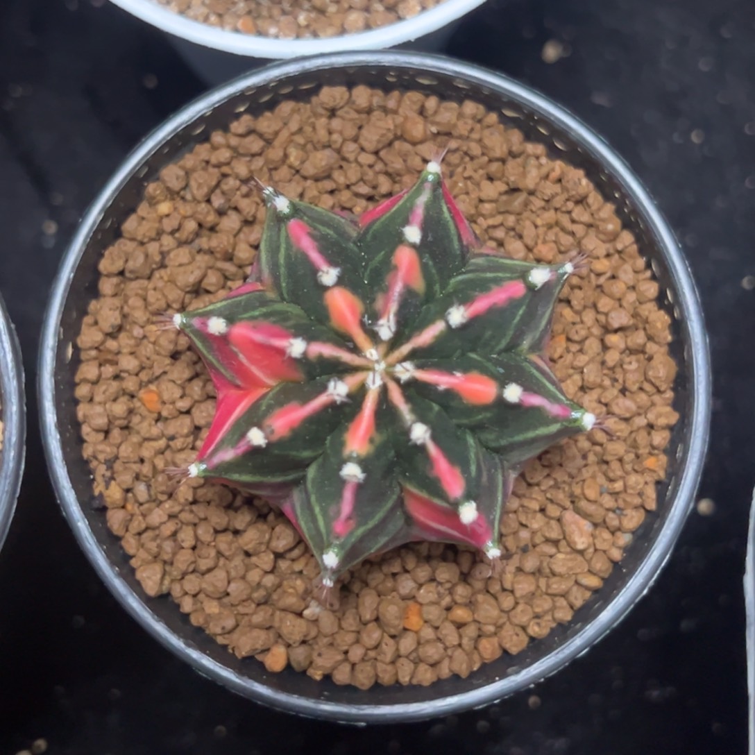 实生米哈锦带盆土发货4