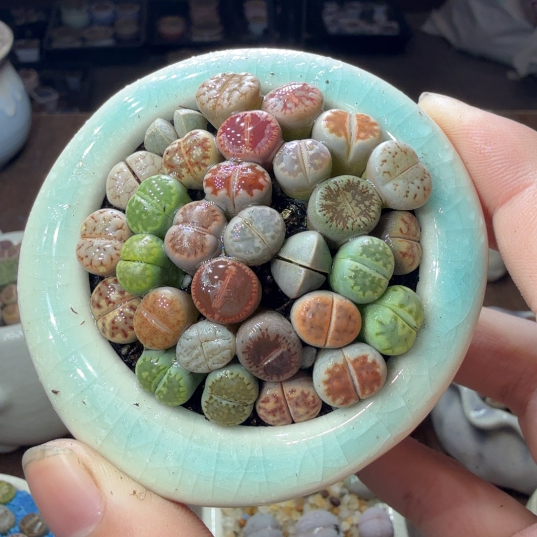 昔***雨多肉葡萄的味道真的759