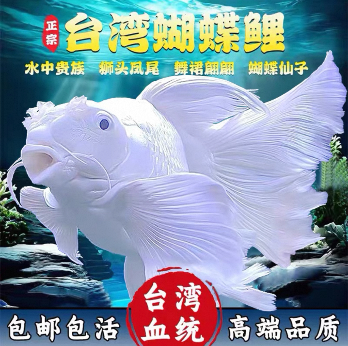 A纯种台湾蝴蝶鲤白短球石膏白大鳍大尾活体发货11-13厘米