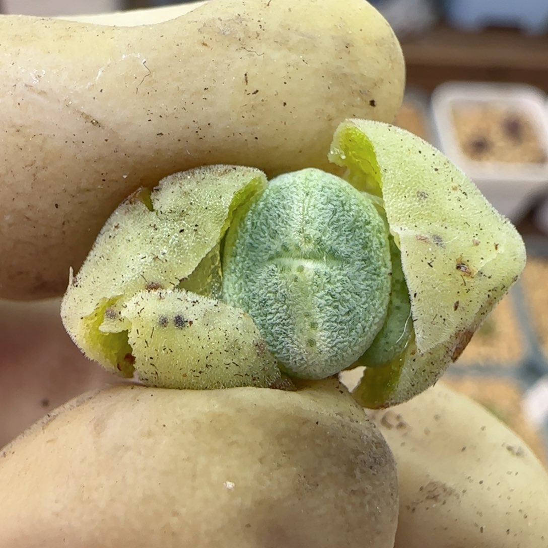 321绿豆糕绿豆糕
