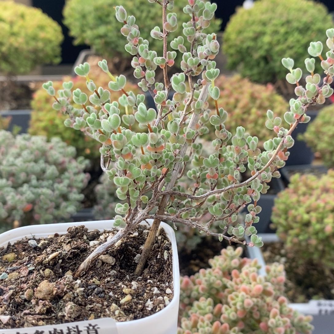 誰实生莱斯2050枝干番杏