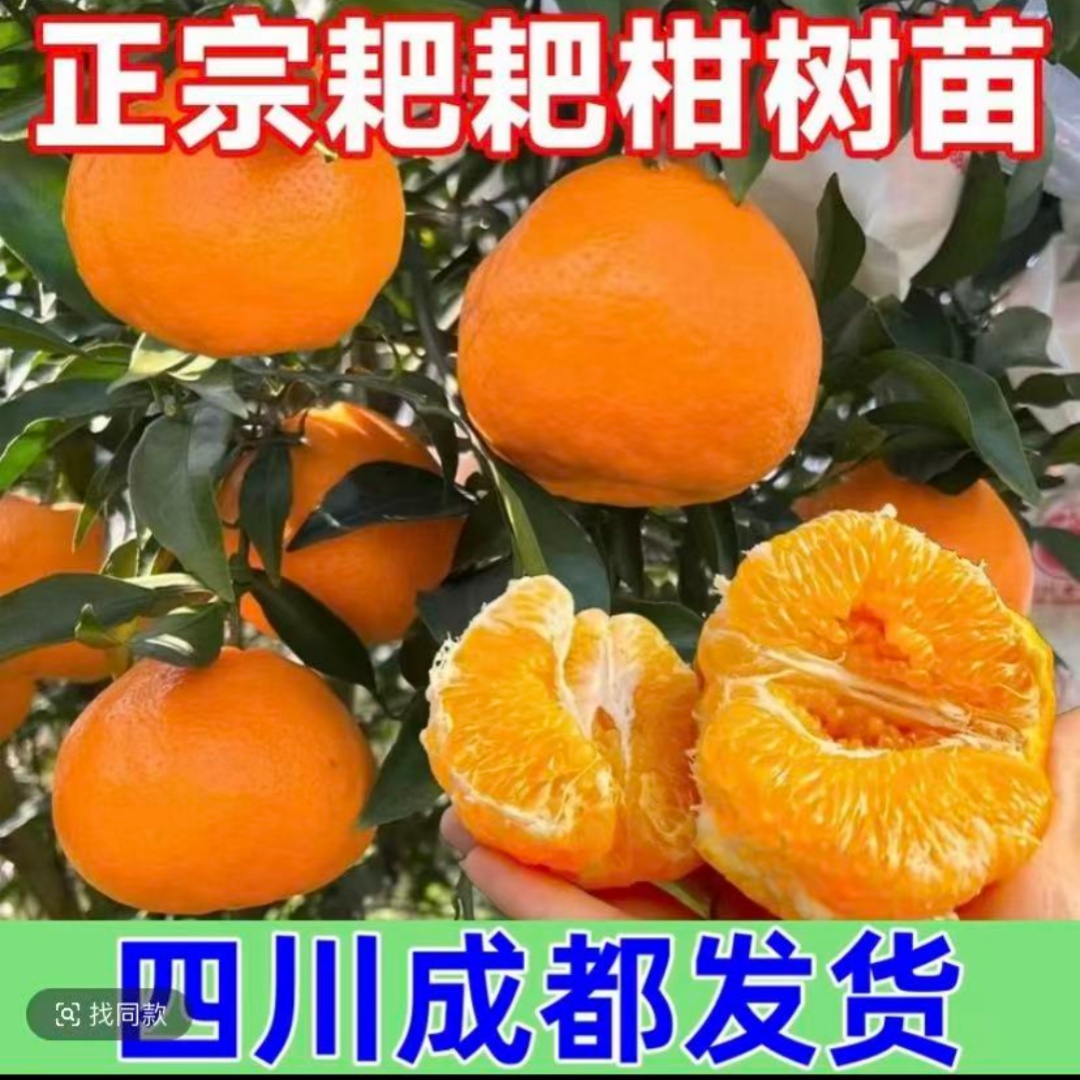 正宗四川春见耙耙柑老桩产地直发好种易活南北方可盆栽地载结果苗