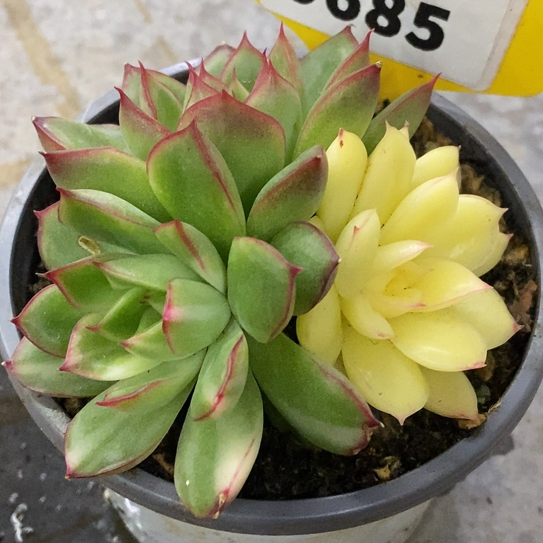 685炸福利哈哈哈哈哈