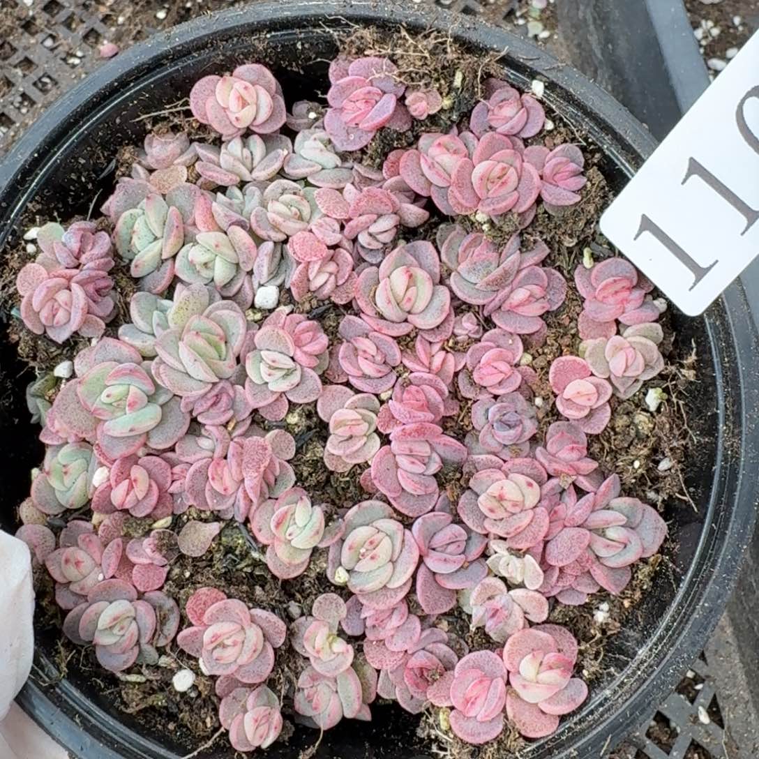 多肉植物多肉植物116