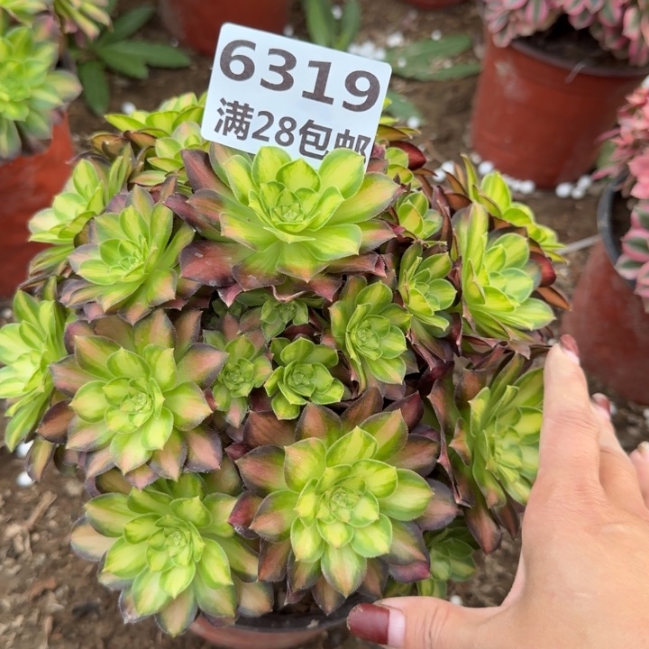 6319三号棚韶华多肉A