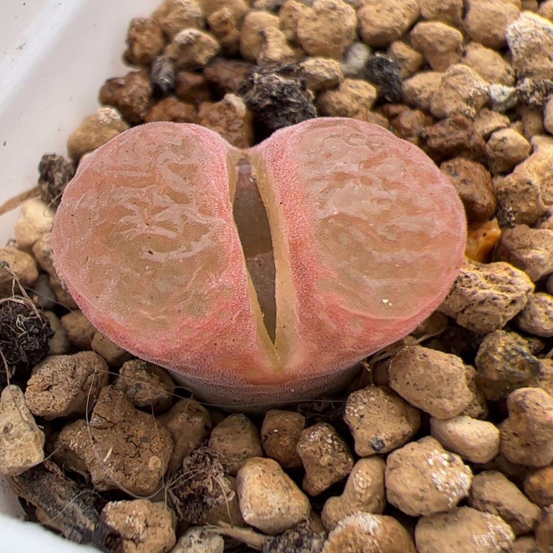 0264号红宝石风铃 多肉植物