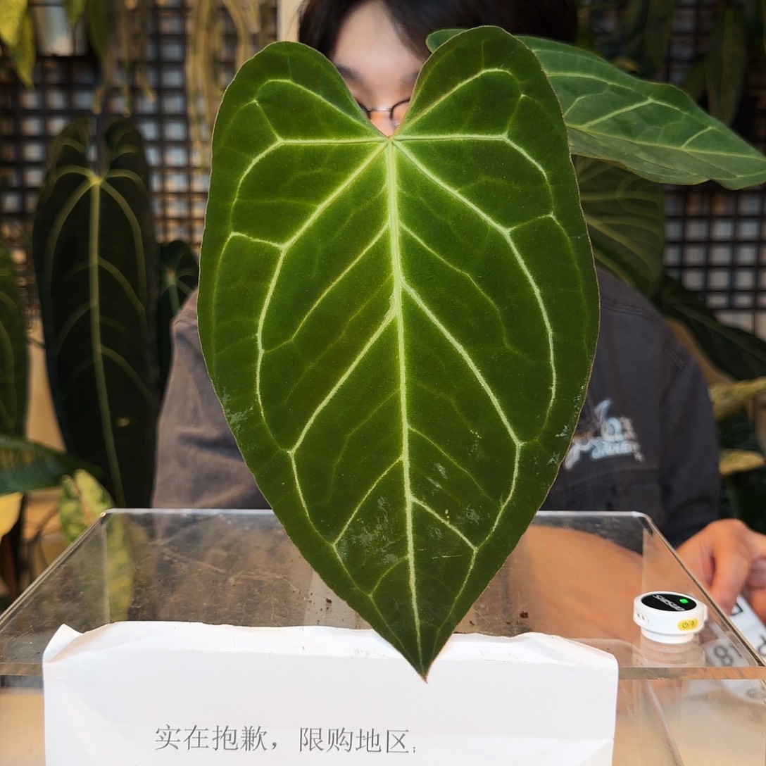 完全开放P46 希望花烛杂蝴蝶花烛