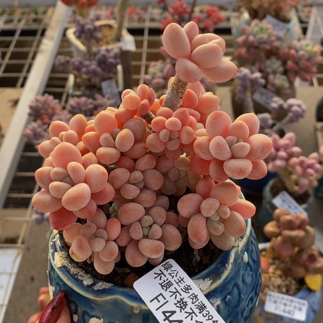 鱼子酱441/10cm多肉