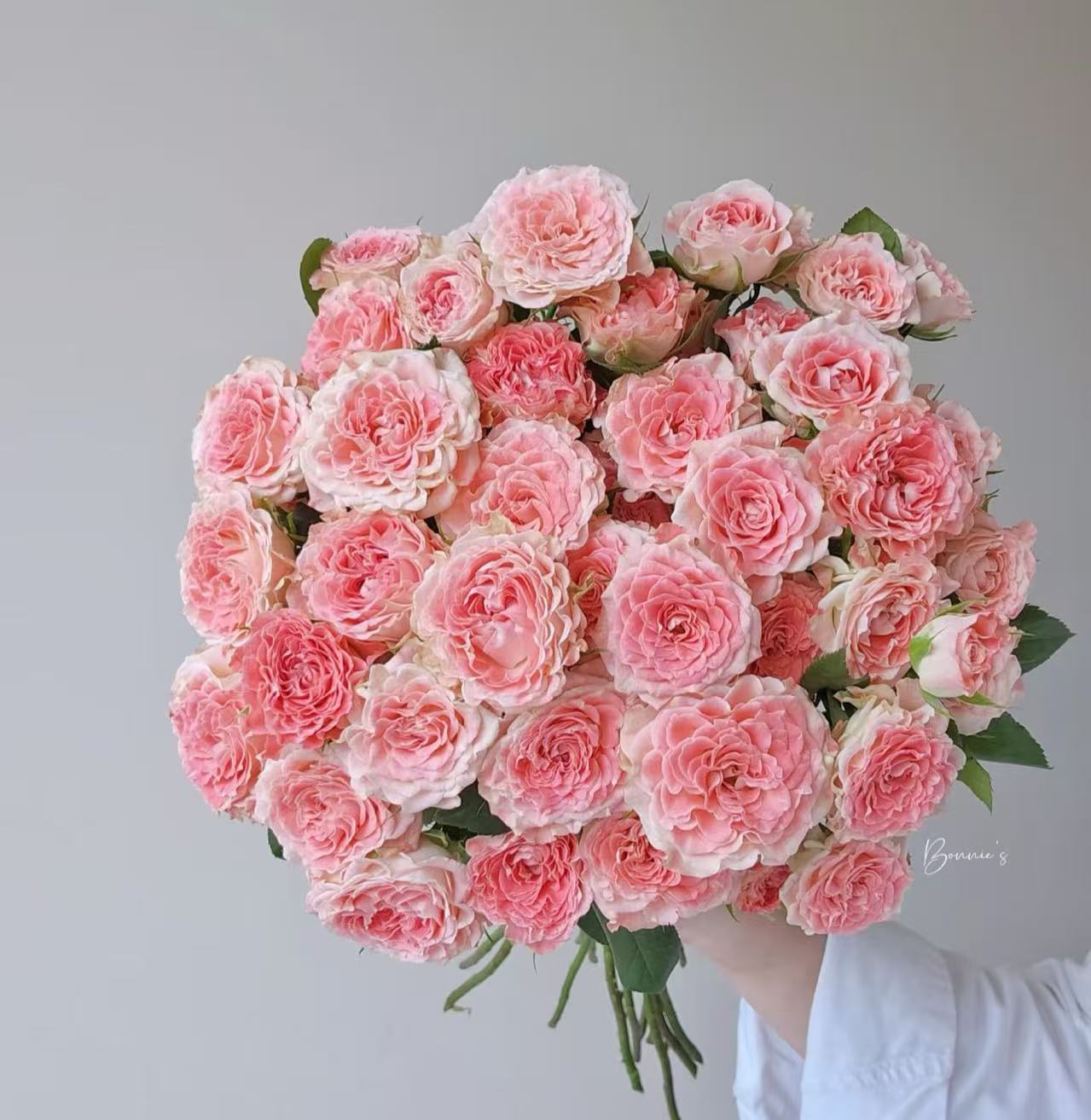 【小仙女】多头玫瑰