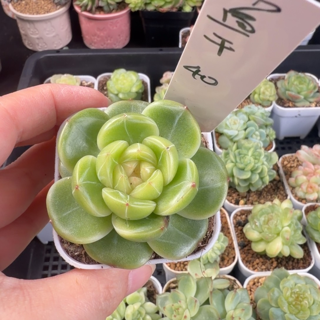 变***鱼小鱼干一颗云珍包邮