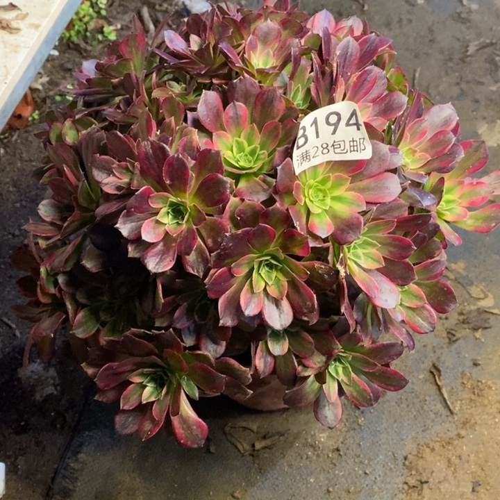 安娜多肉断头不包194